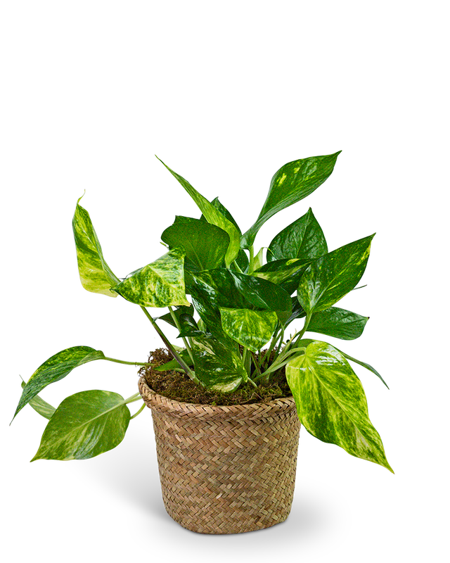 order pothos Pothos Plant in Woven Basket