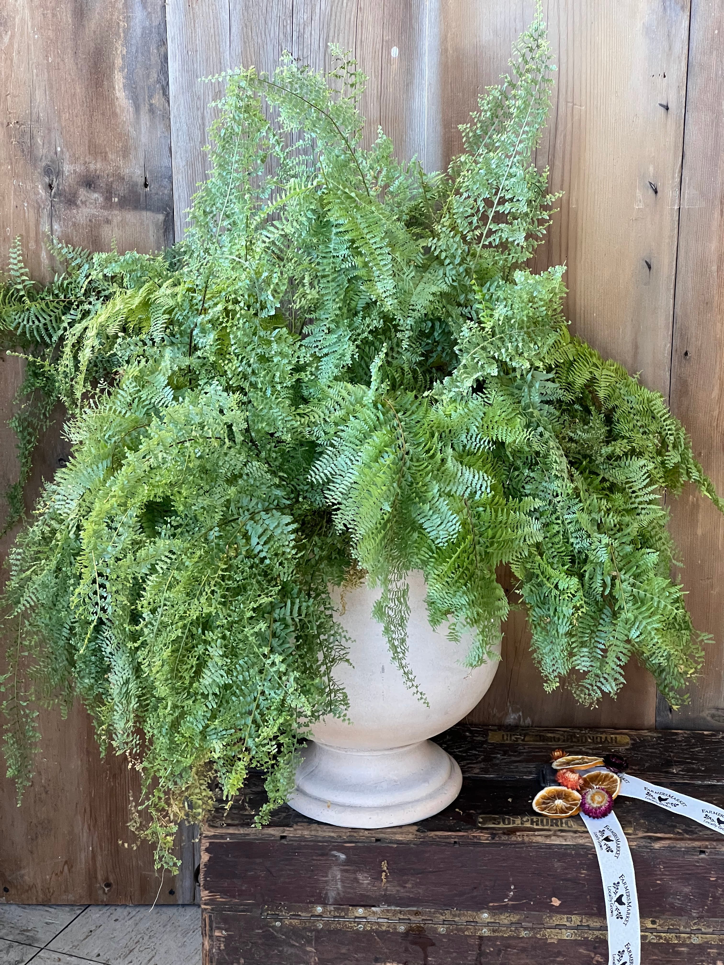 indoor plants ferns and petals Whitmanii Fern – 21 Petals Florist and Flower Market