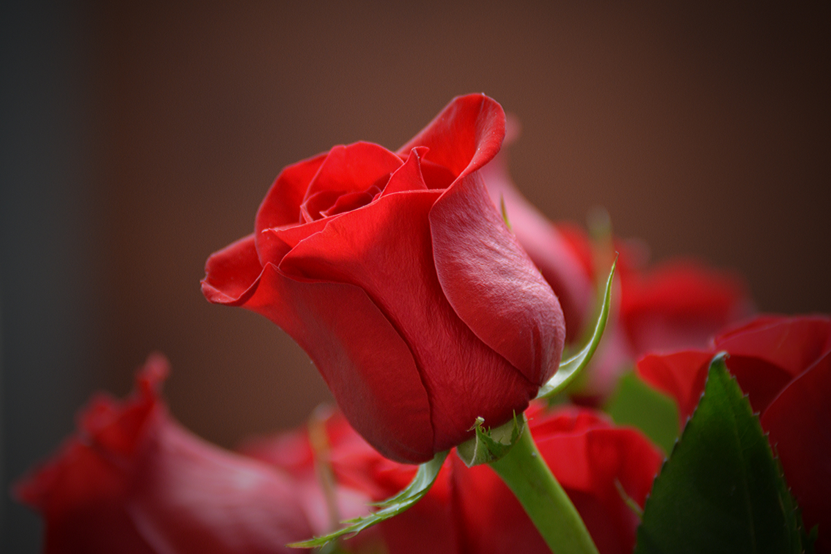 Roses & Rose Bouquets