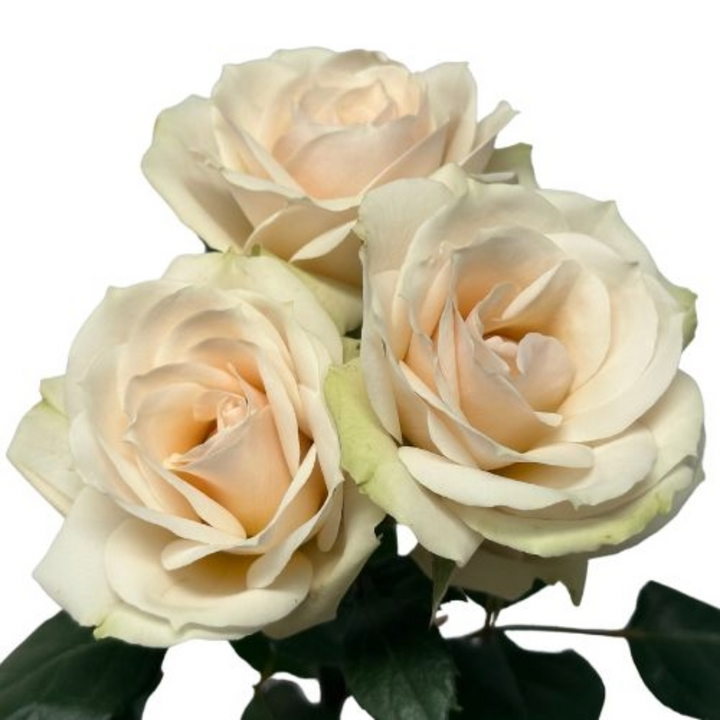 Irishka Cream Spray Rose – 21 Petals Florist and Flower Market