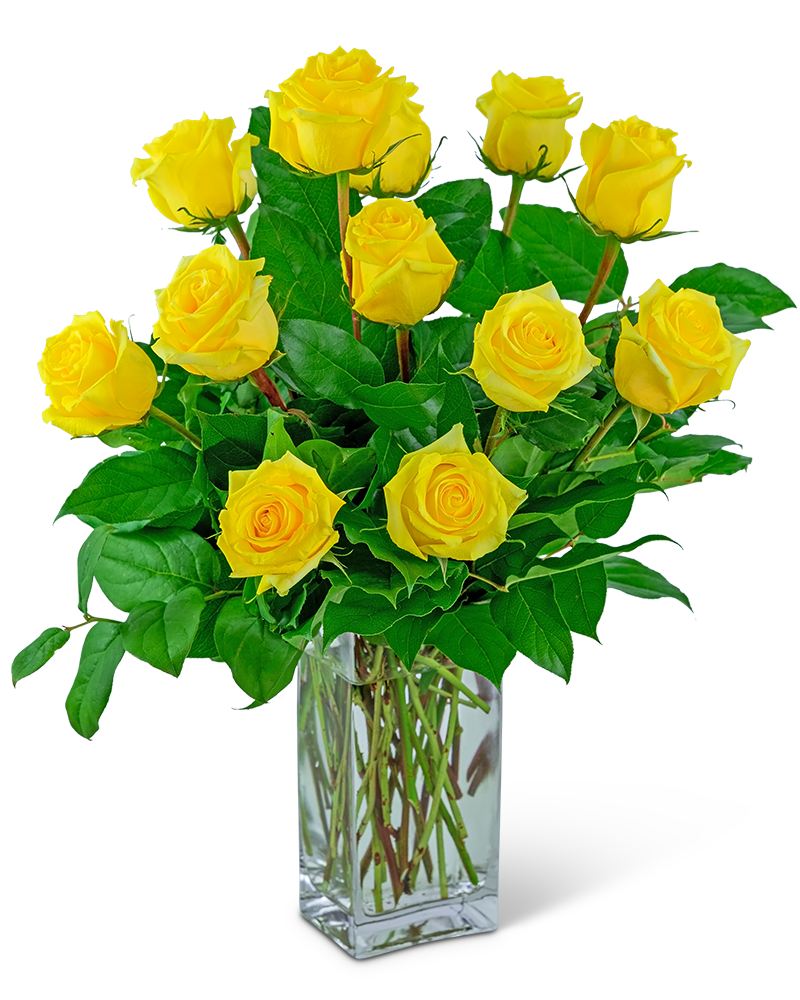 Yellow Roses (12)