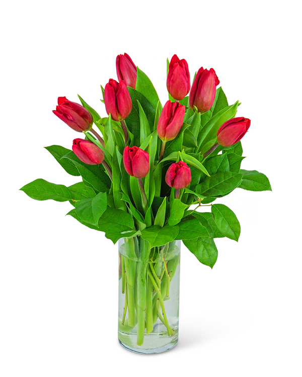 Red Tulips