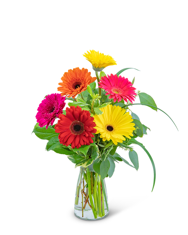 Sunny Gerbera