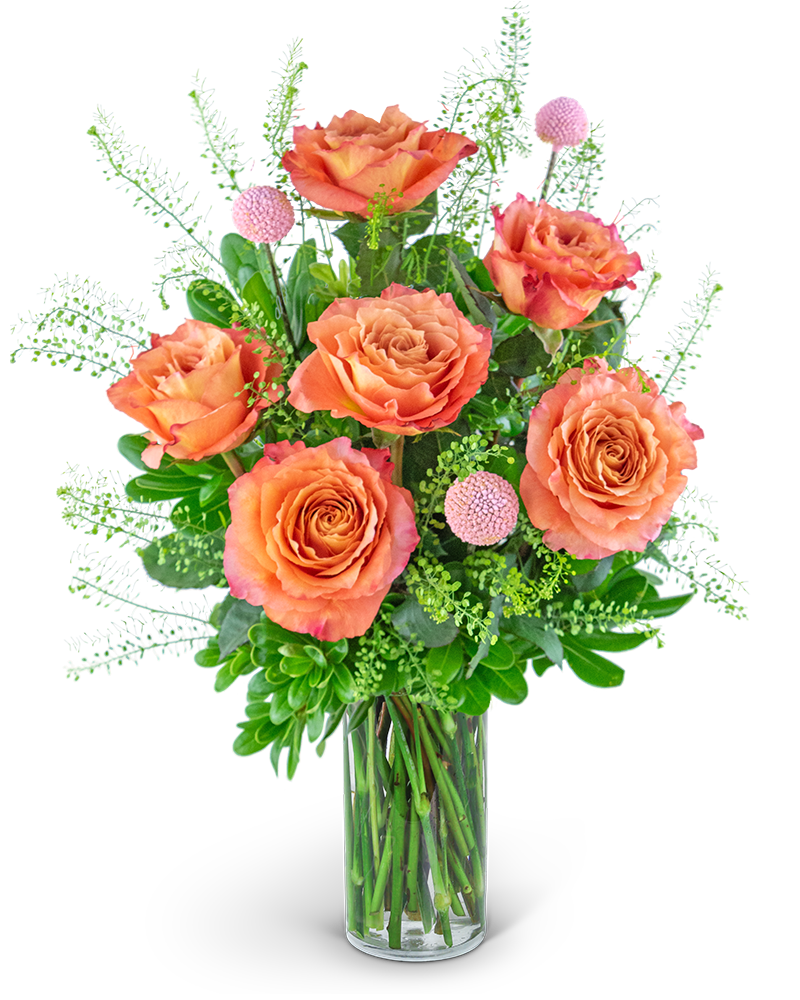 Half Dozen Free Spirit Rose Symphony