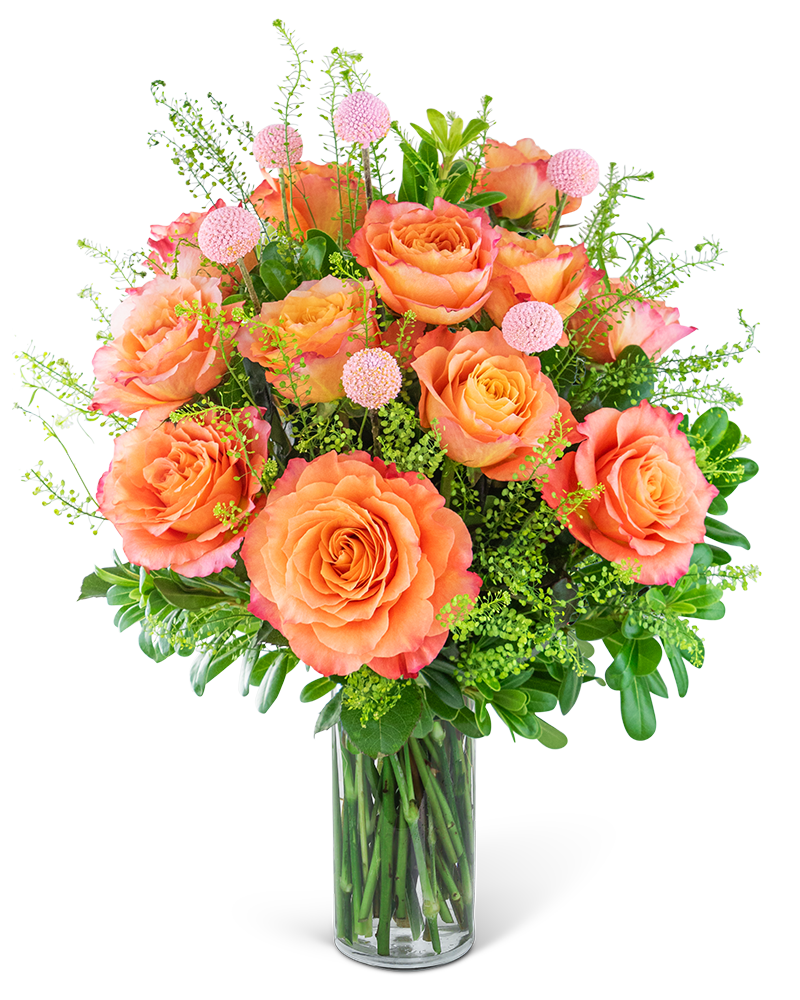 Free Spirit Roses