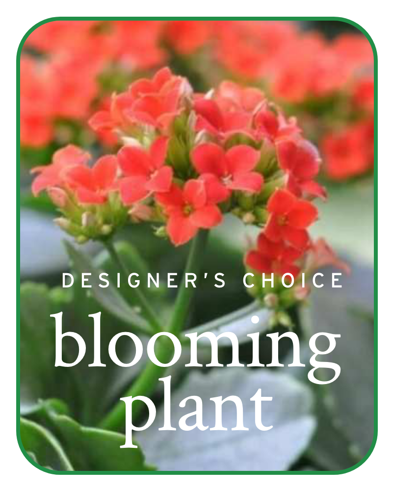 Plants & Dish Gardens