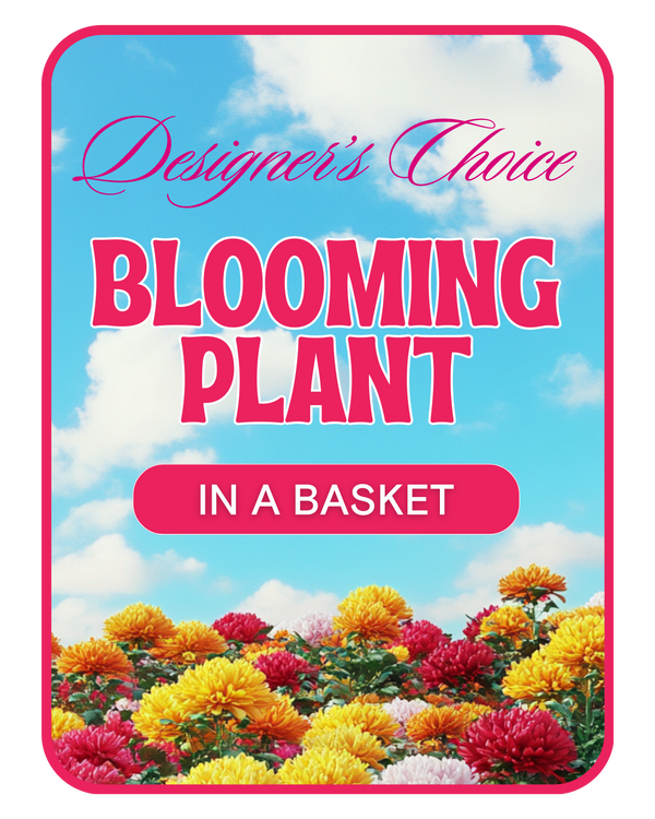 Designer's Choice Blooming Plant