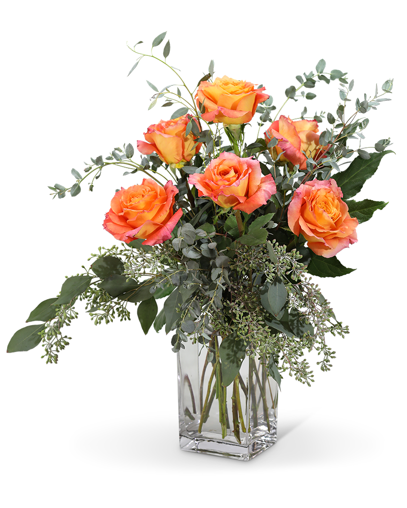 Free Spirit Roses (6)