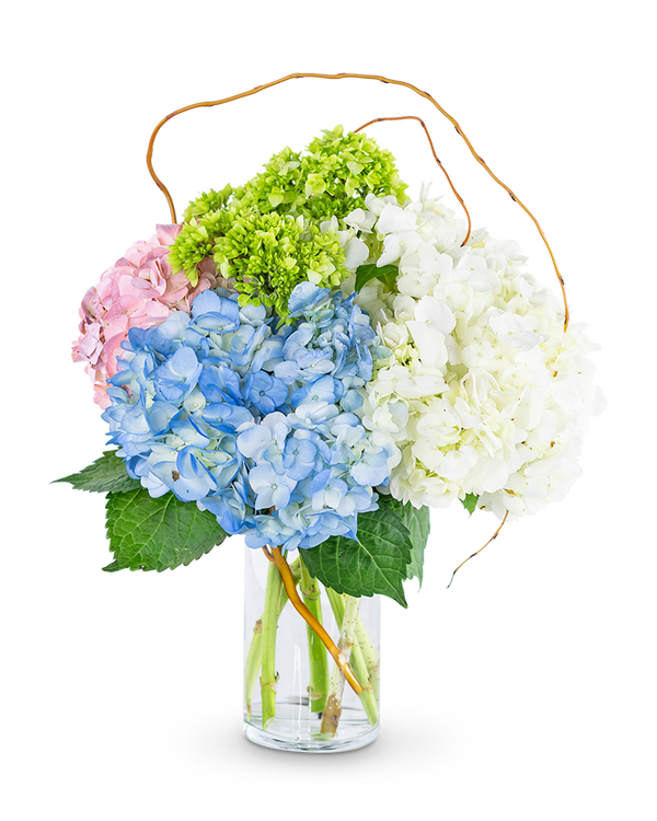 Sweet Hydrangea