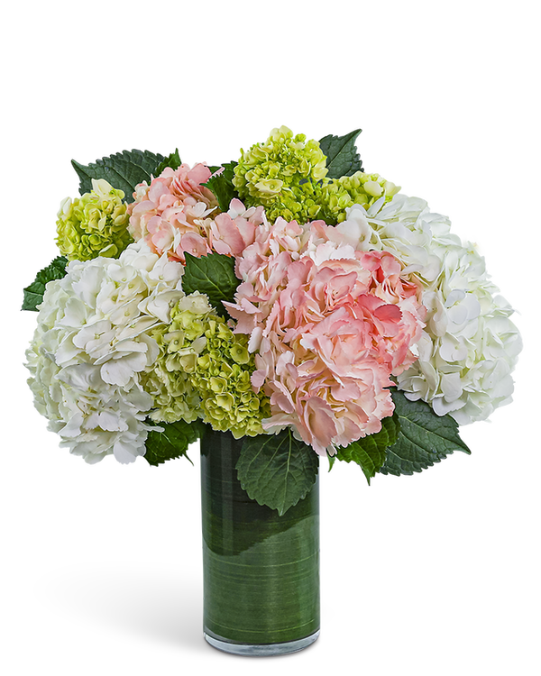 Hydrangea Glow