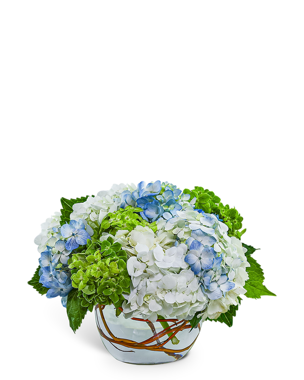 Dreamy Hydrangea