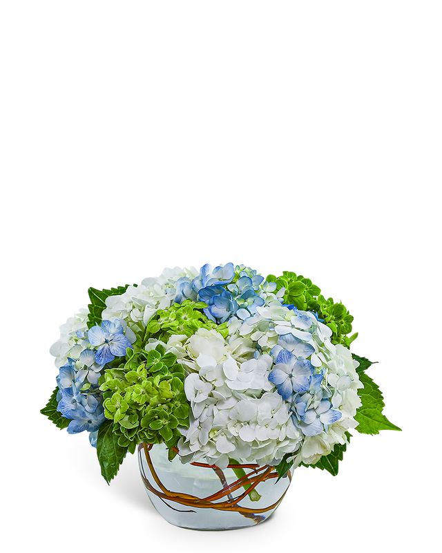 Dreamy Hydrangea