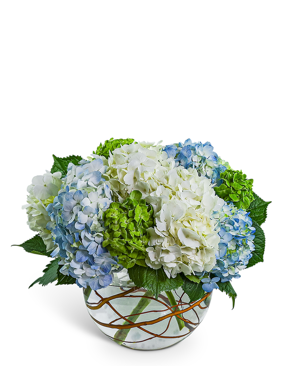 Hydrangea Heaven