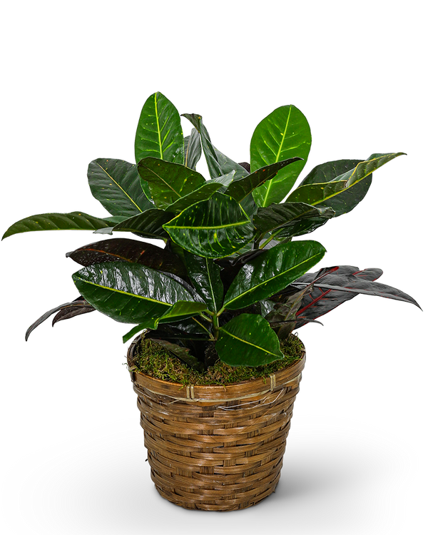 Croton Plant in Basket