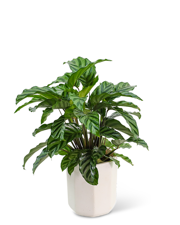 Calathea Plant in Ceramic Container