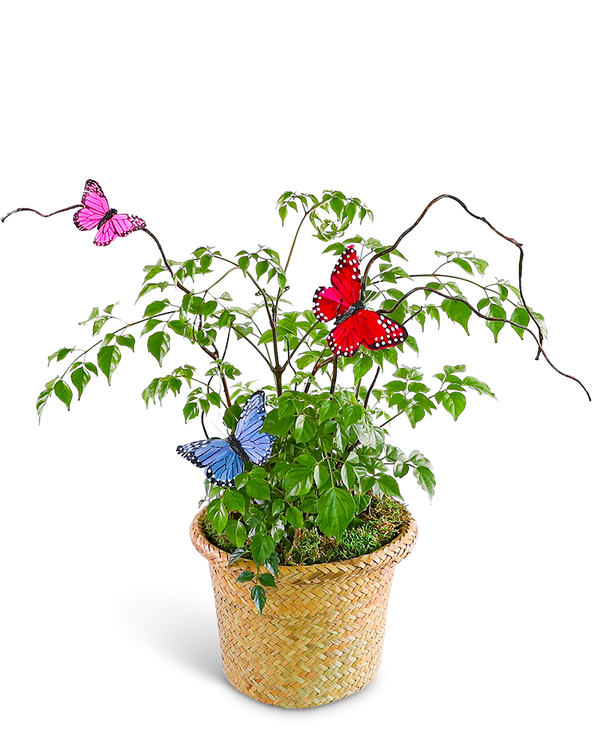 Butterfly China Doll Plant in Basket