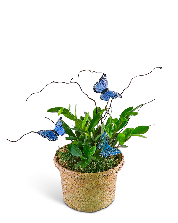 Zanzibar Gem Plant with Blue Butterflies