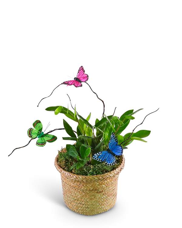 Zanzibar Gem Plant with Butterfly Accents