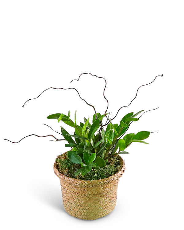 ZanGem Plant in Basket