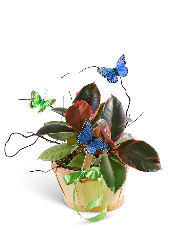 Variegated Rubber Tree Plant with Butterflies