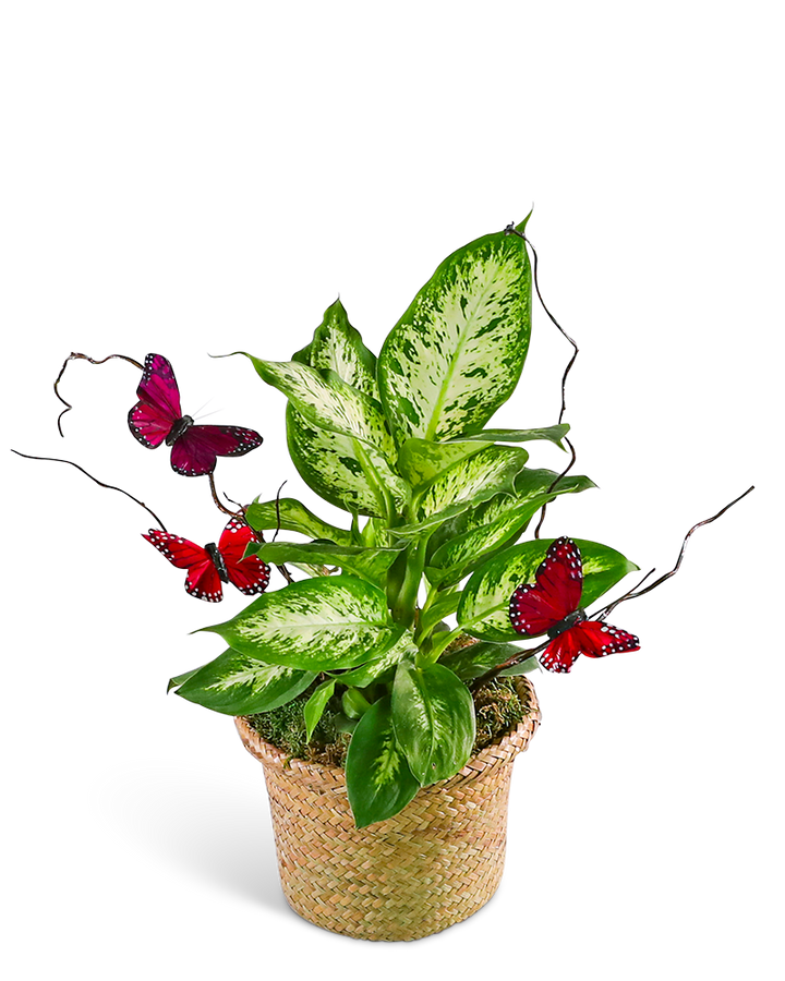 dieffenbachia flowering season Dieffenbachia Plant with Spring Accents