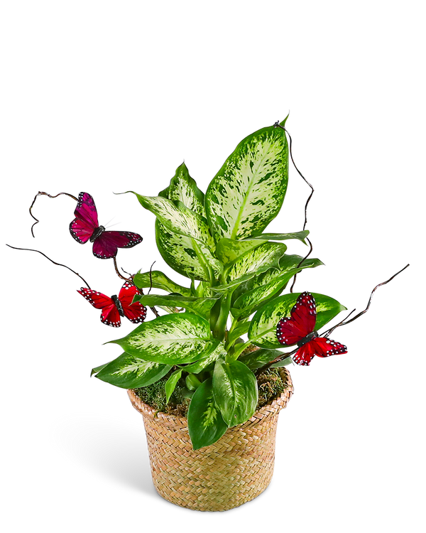 Dieffenbachia Plant with Spring Accents