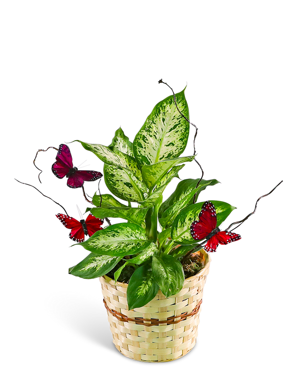 Butterfly Kisses Dieffenbachia Plant