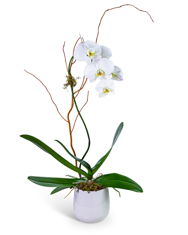 Whispering Phalaenopsis Orchid
