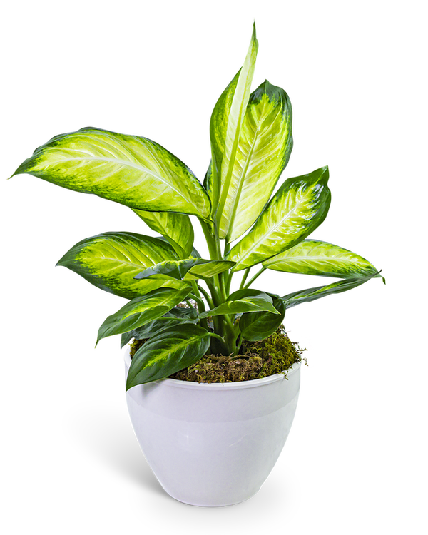 Dieffenbachia Plant in Ceramic