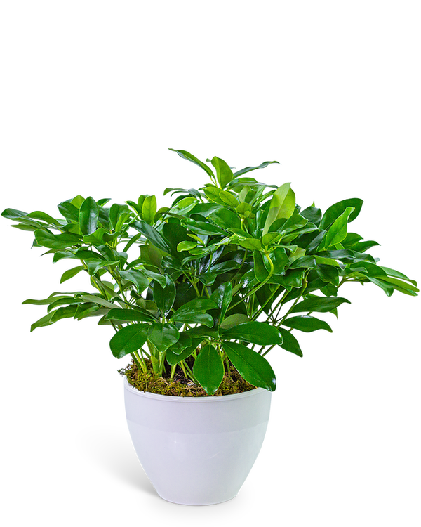 Arboricola Plant in Ceramic