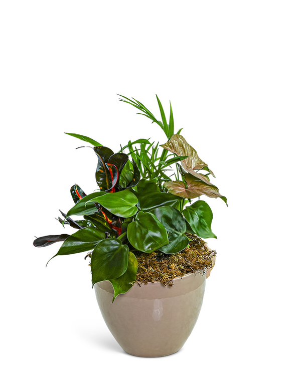 Dish Garden in Taupe Ceramic
