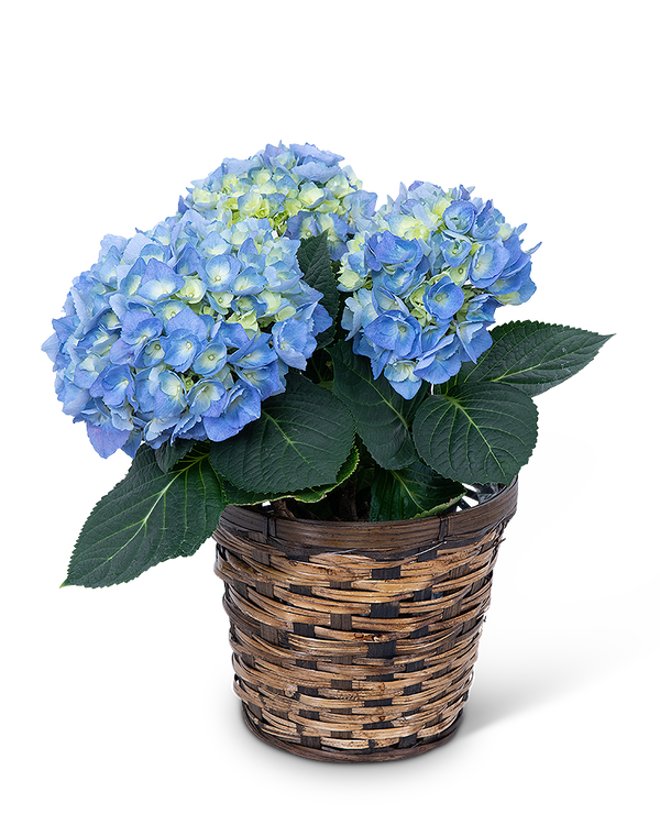 Blue Hydrangea Plant