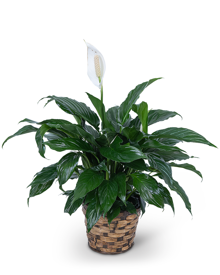 peace lily order Peace Lily Plant