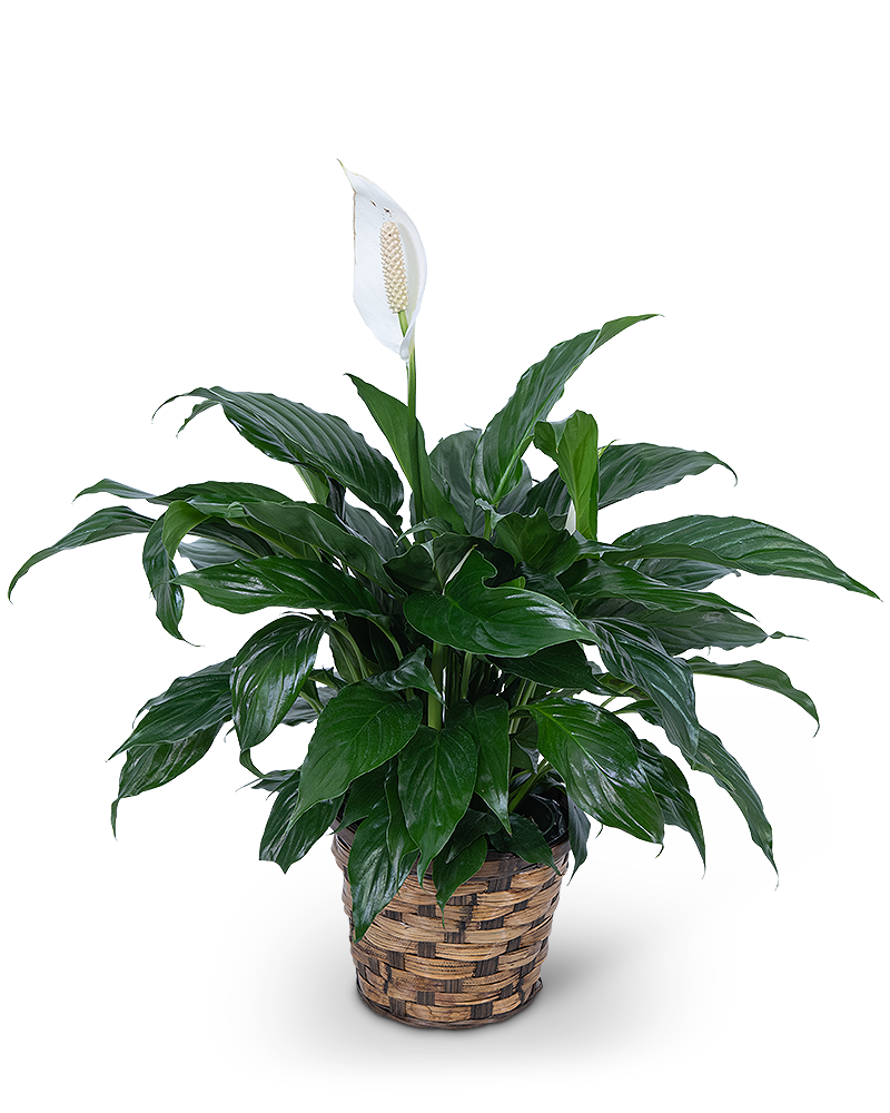Peace Lily Plant