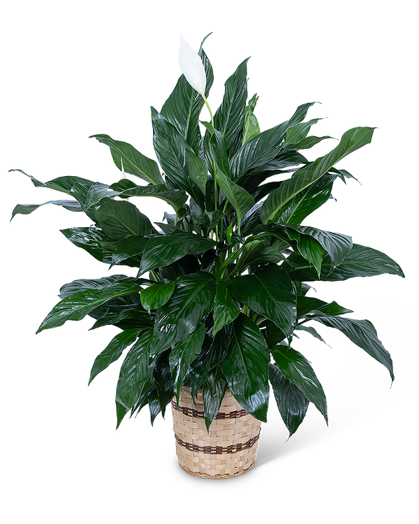 Medium Peace Lily Plant