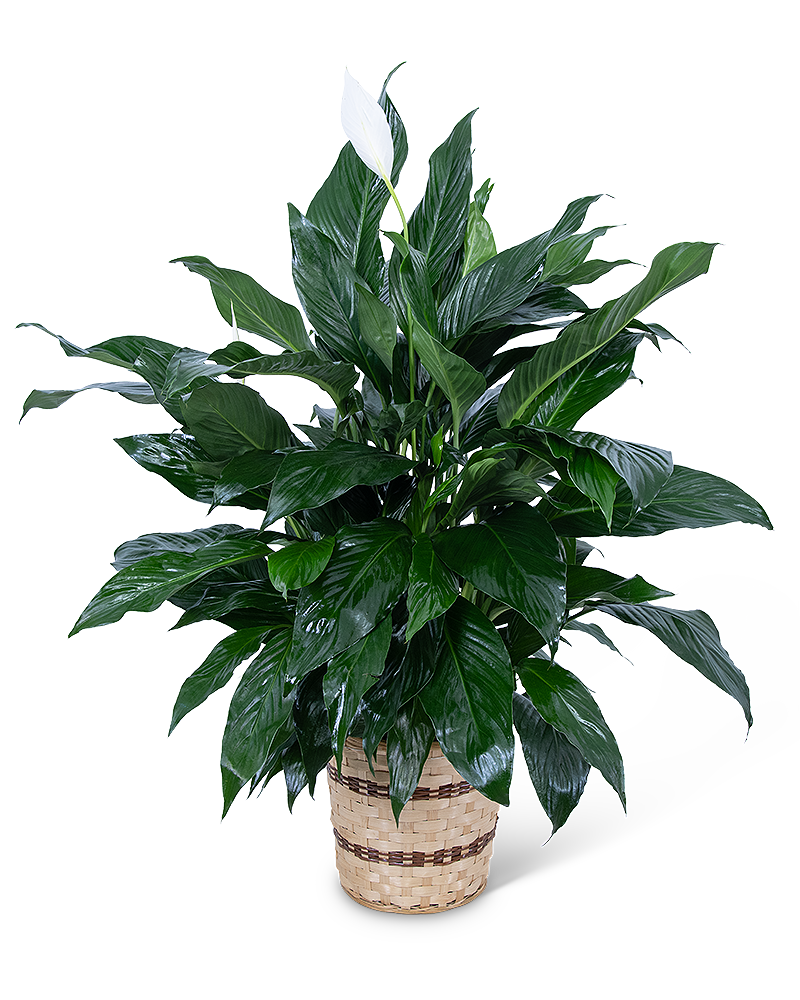 Medium Peace Lily Plant