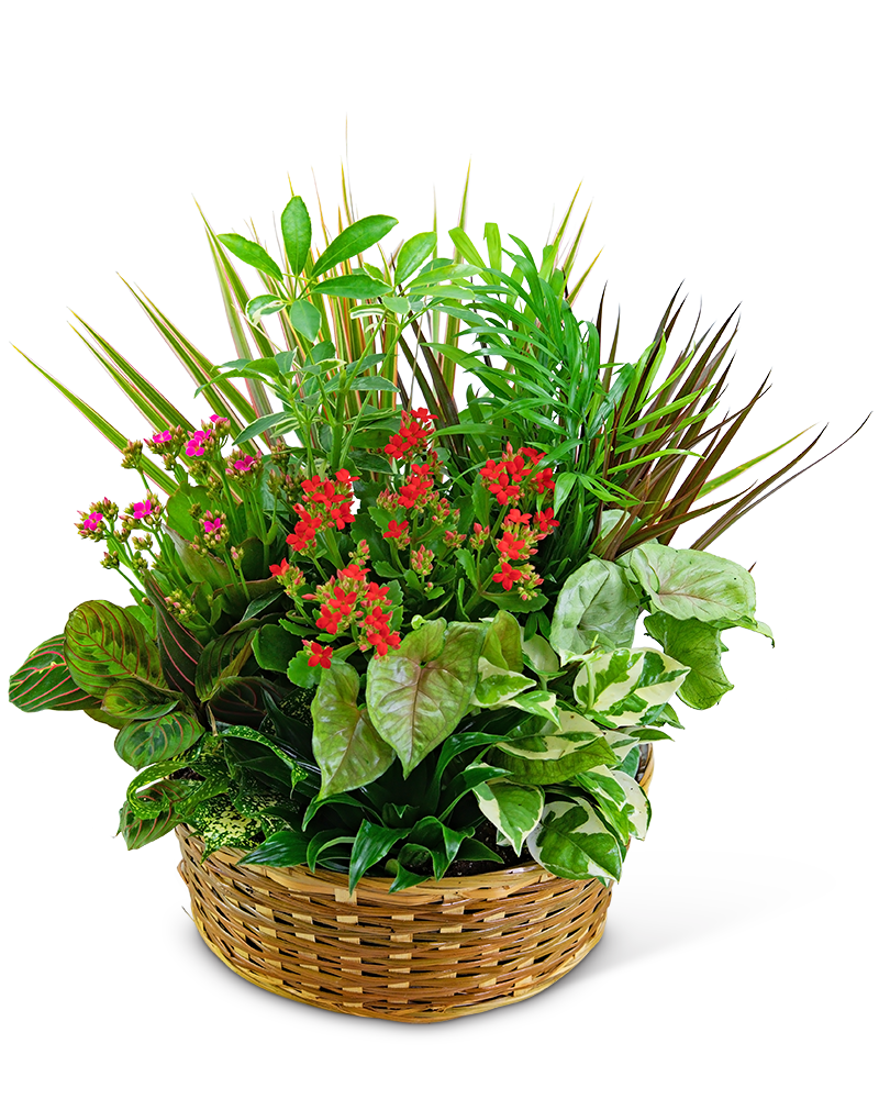 Large Blooming Dish Garden