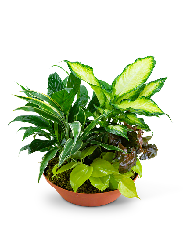 Tropics in Terracotta