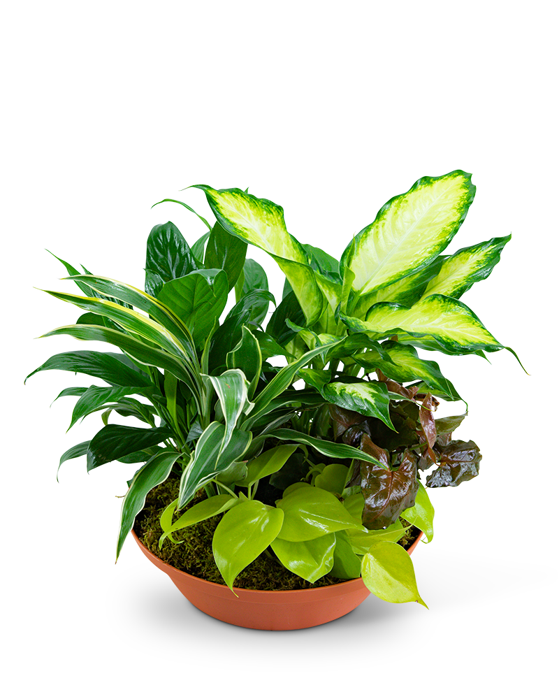 Tropics in Terracotta