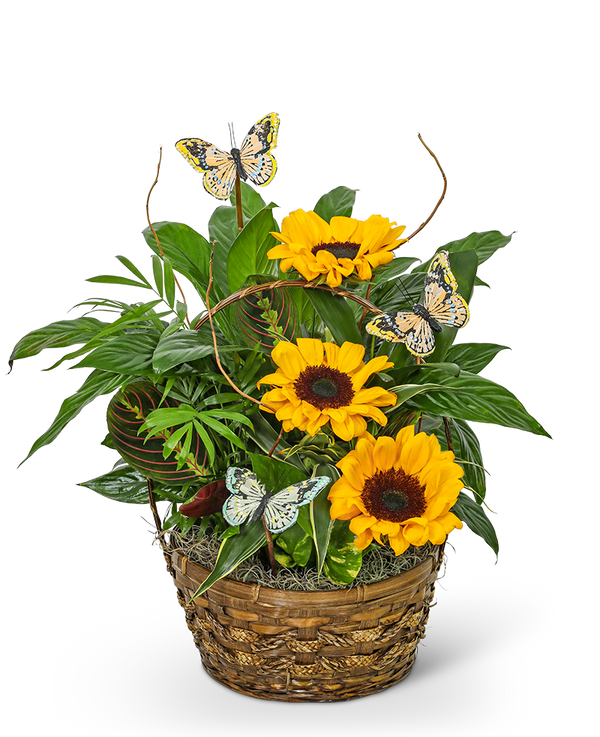Dish Garden with Sunflowers and Butterflies