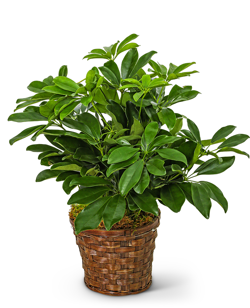 Miniature Schefflera Plant