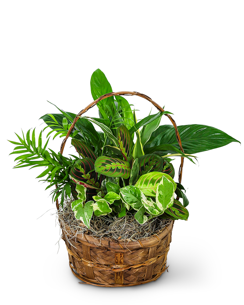 Evergreen Oasis Dish Garden
