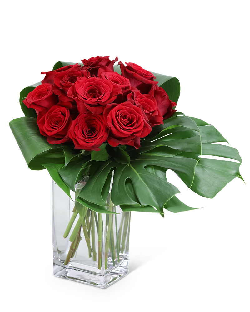 Modern 12 - Dozen Roses