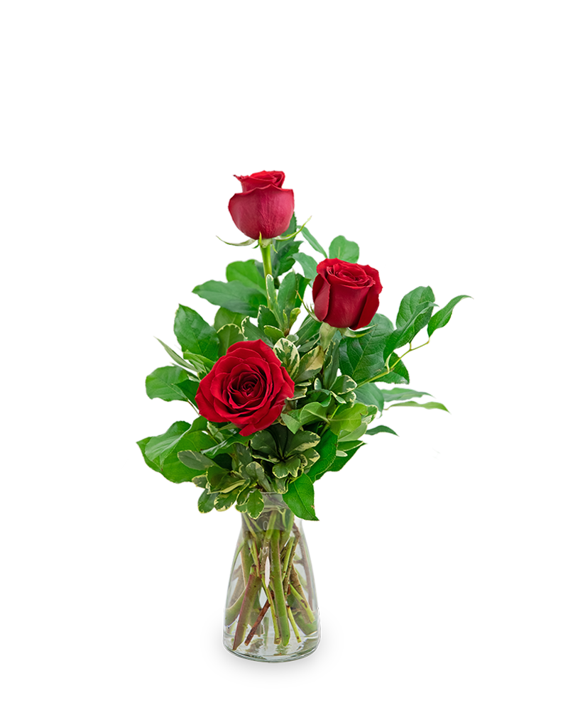 Red Roses (3)
