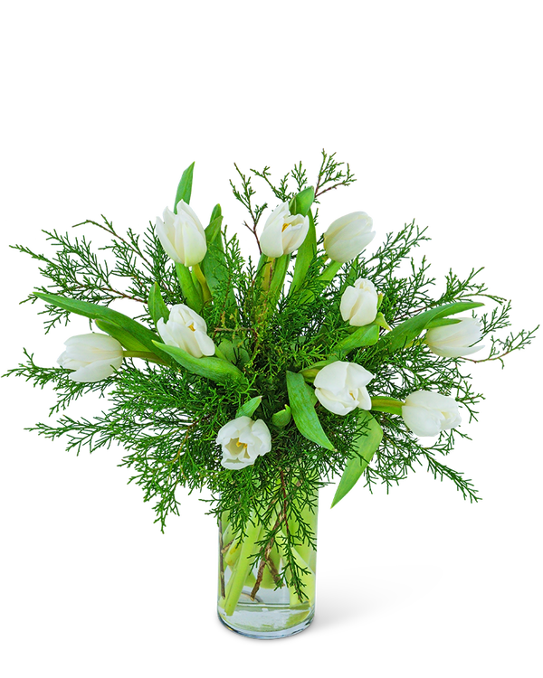 Winter White Tulips