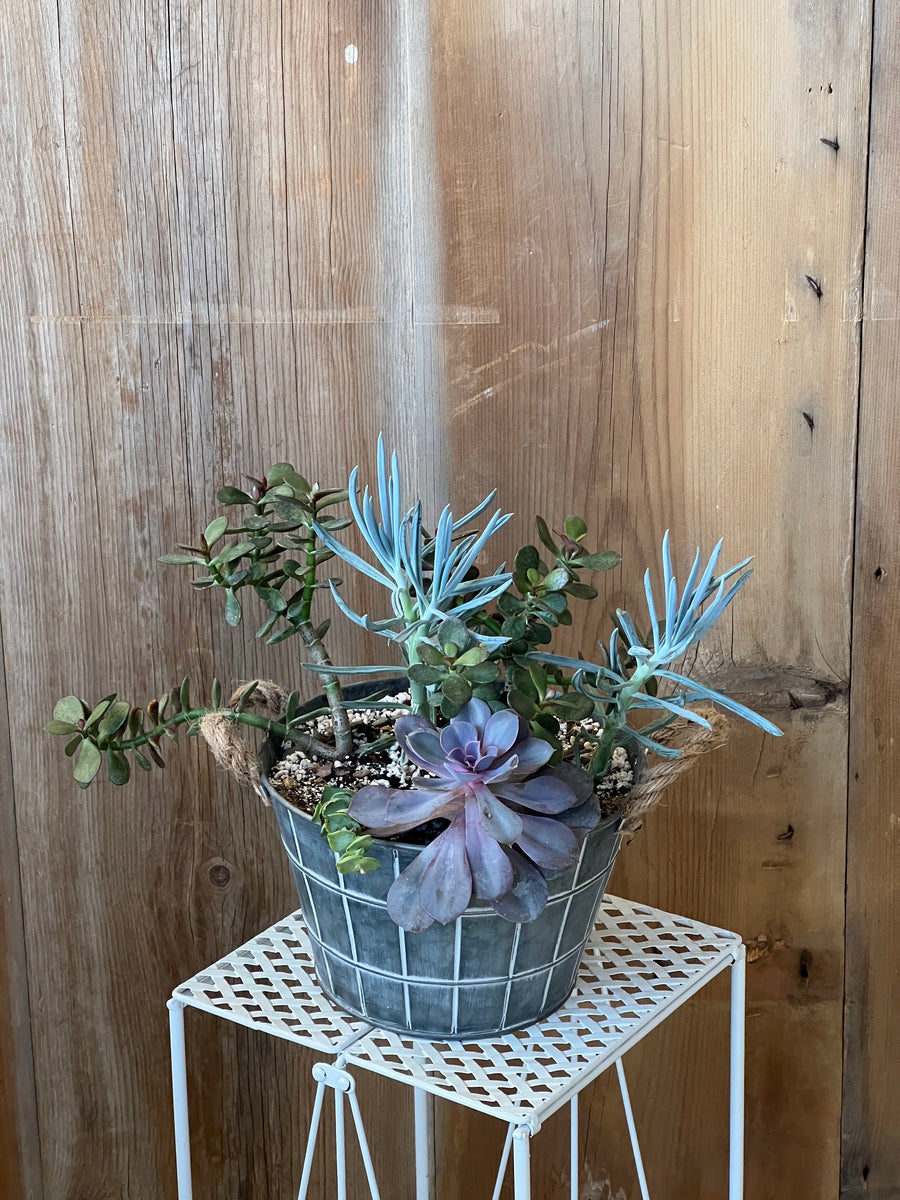 Succulent Dish Garden