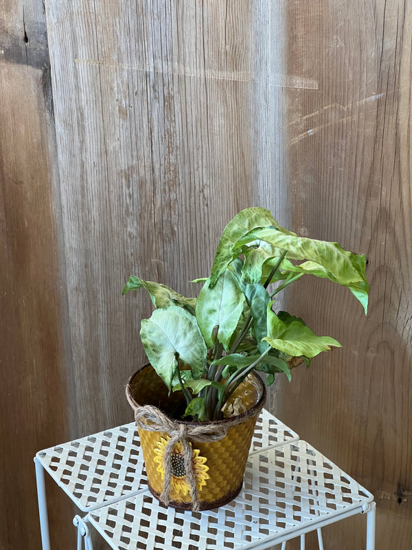 Butterfly Syngonium