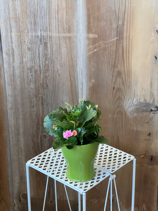 Kalanchoe