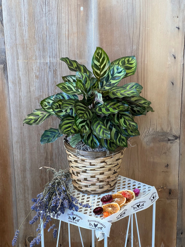 Calathea- Makoyana