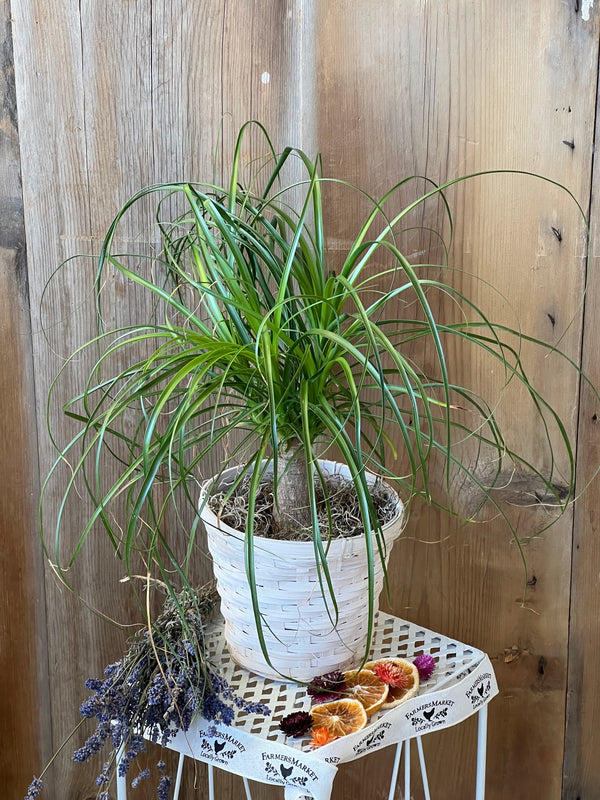 Ponytail Plant